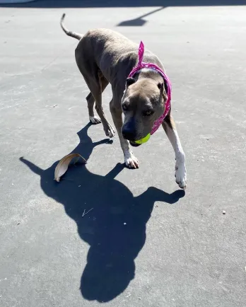 Grey pit bull Juda playing with toy