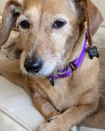 Wire Haired Dachshund mix Kona