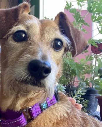 Wire Haired Dachshund mix Kona