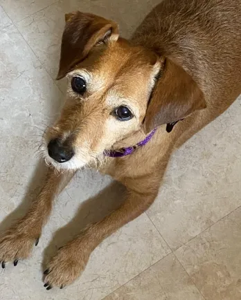 Wire Haired Dachshund mix Kona
