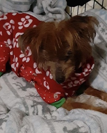 dog in pajamas