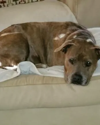 pit bull laying down