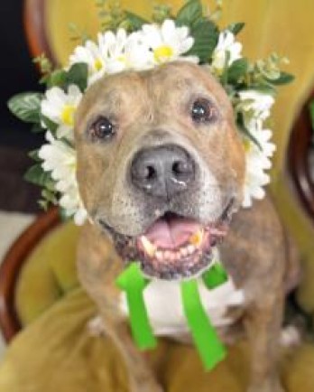 pit bull wearing flower crown