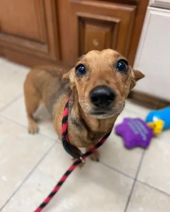 brown dog