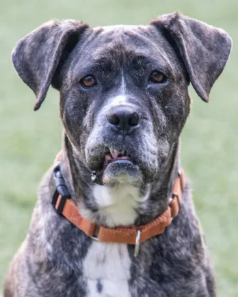 grey mixed breed dog