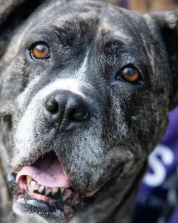 grey mixed breed dog