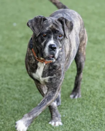 grey mixed breed dog