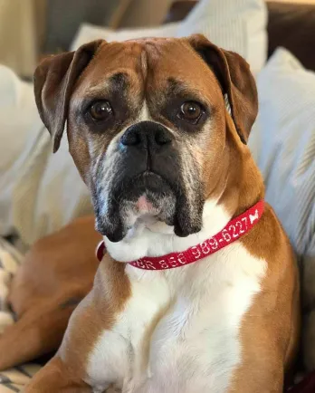 Fawn boxer Lexi