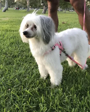 White Chinese Crested dog Lexi