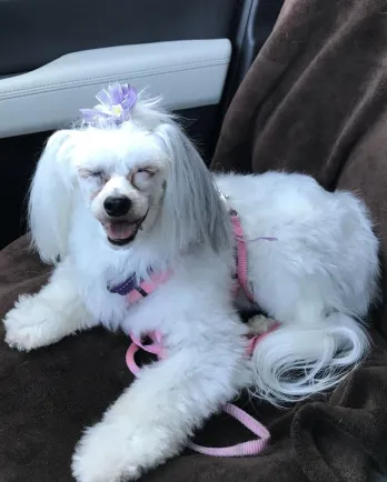 White Chinese Crested dog Lexi