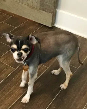 small dog