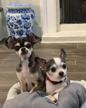 small senior dog pair