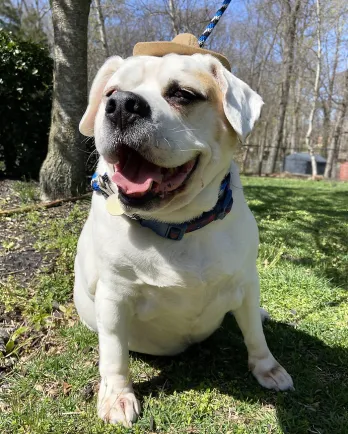 beagle mix smiling at the camera