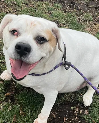 beagle mix smiling at the camera