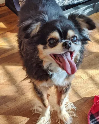 small dog with curly fur
