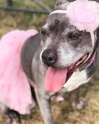 grey pitbull in tutu