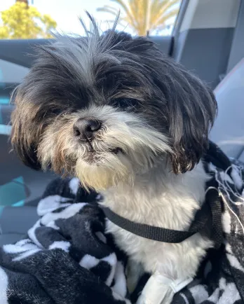 grey and white shih tzu wrapped in blanket