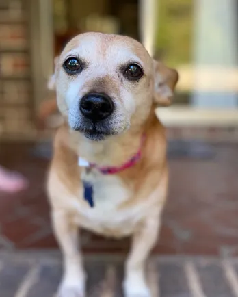 tan chihuahua corgi mix