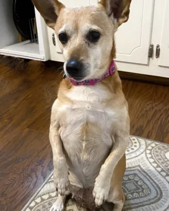 tan dog sitting up on her back legs
