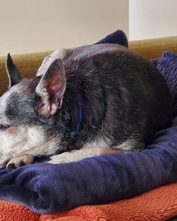 black and grey dog snuggling blue blanket
