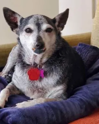 black and grey dog and blue blanket