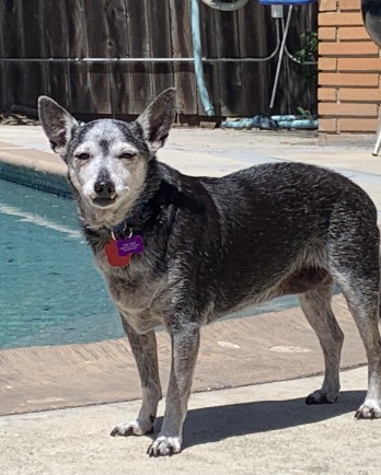 black and grey dog standing poolside