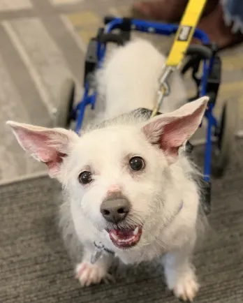 White dog Mario in wheelchair
