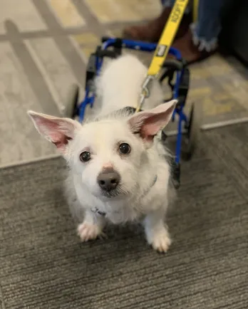 White dog Mario in wheelchair