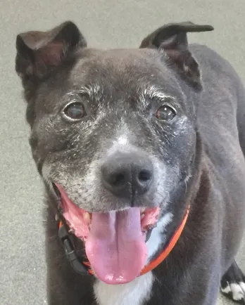 smiling grey pitbull