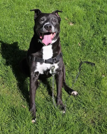 grey pitbull sitting in grass
