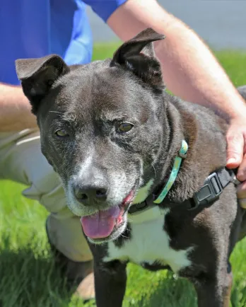 grey pitbull held by volunteer