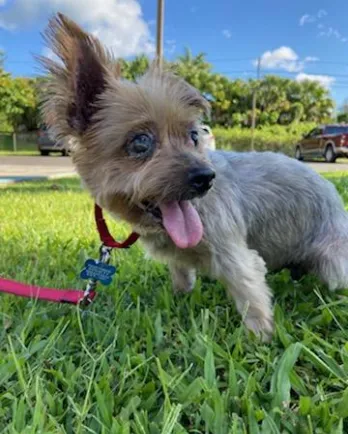 Yorkie Maybelle