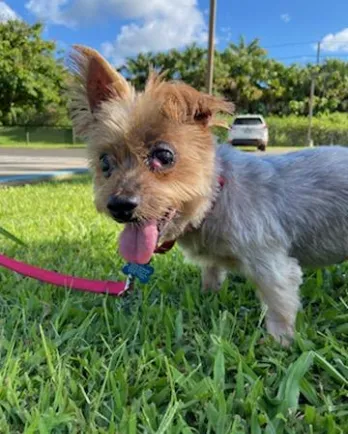 Yorkie Maybelle