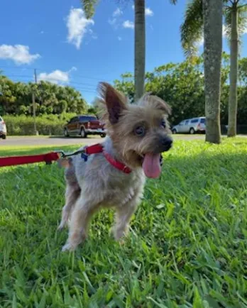 Yorkie Maybelle