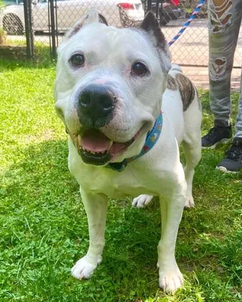 smiling pit bull