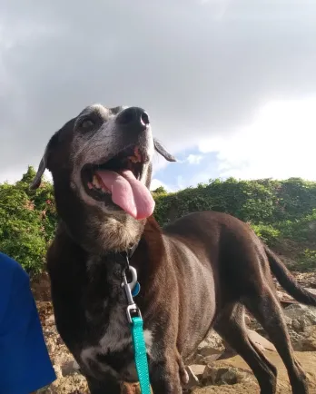 senior lab on the beach