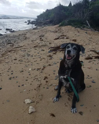 lab on the beach