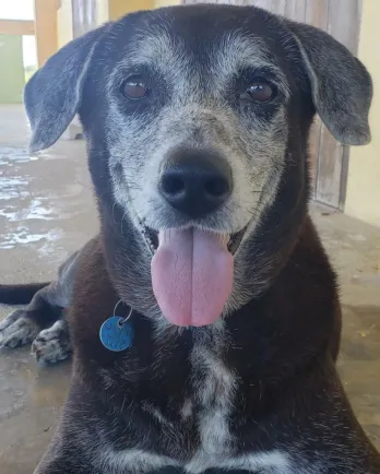 black lab with grey face