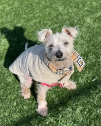 scruffy white terrier