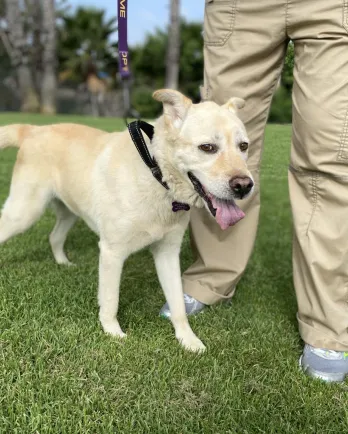 Yellow lab mix Milan