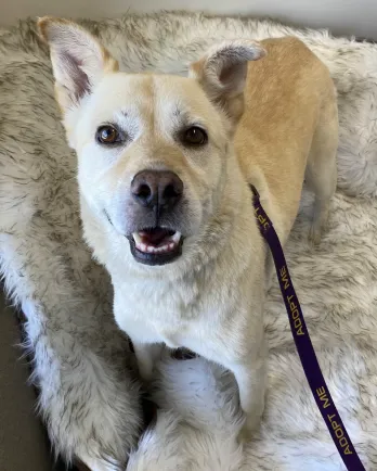 Yellow lab mix Milan