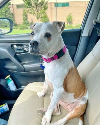 pit bull mix in the front seat of the car