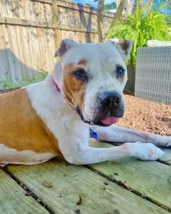 pit bull mix laying down