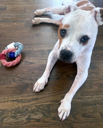 pit bull mix laying down with toy