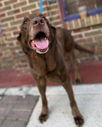 brown lab Molly
