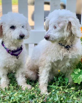 White poodles Mr. & Mrs.