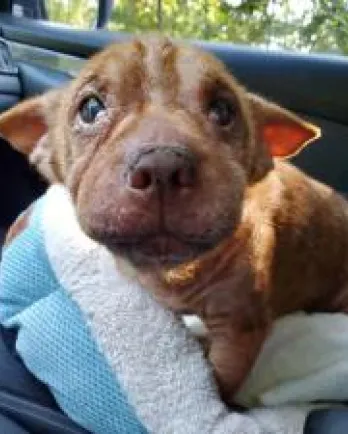 Shar Pei Corgi Mr. Crabby Pants