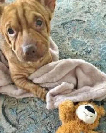 Shar Pei Corgi Mr. Crabby Pants