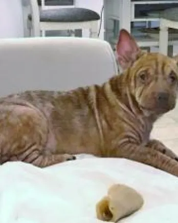Shar Pei Corgi Mr. Crabby Pants