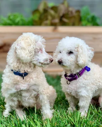 White poodles Mr. & Mrs.